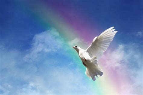 鳥飛來窗戶 彩虹代表的意義